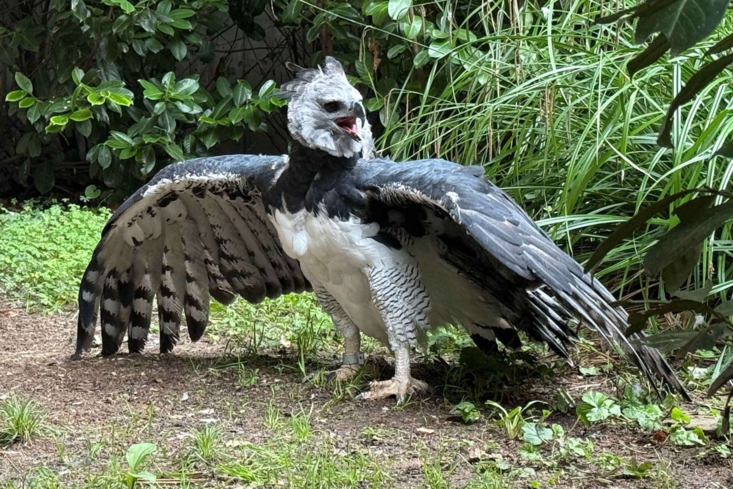 #Tiergarten, #Nürnberg, #Nuremberg, #GutMittelbüg, #Zuchterhaltungsprogramm, #Artenschutz, #Wilderei, #Naturschutz, #Bildungszentrum, #EEP, #Schmausenbuck, #Tierpark, #Zoo, #Tiere, #Besucher, #MetropolregionNürnberg,