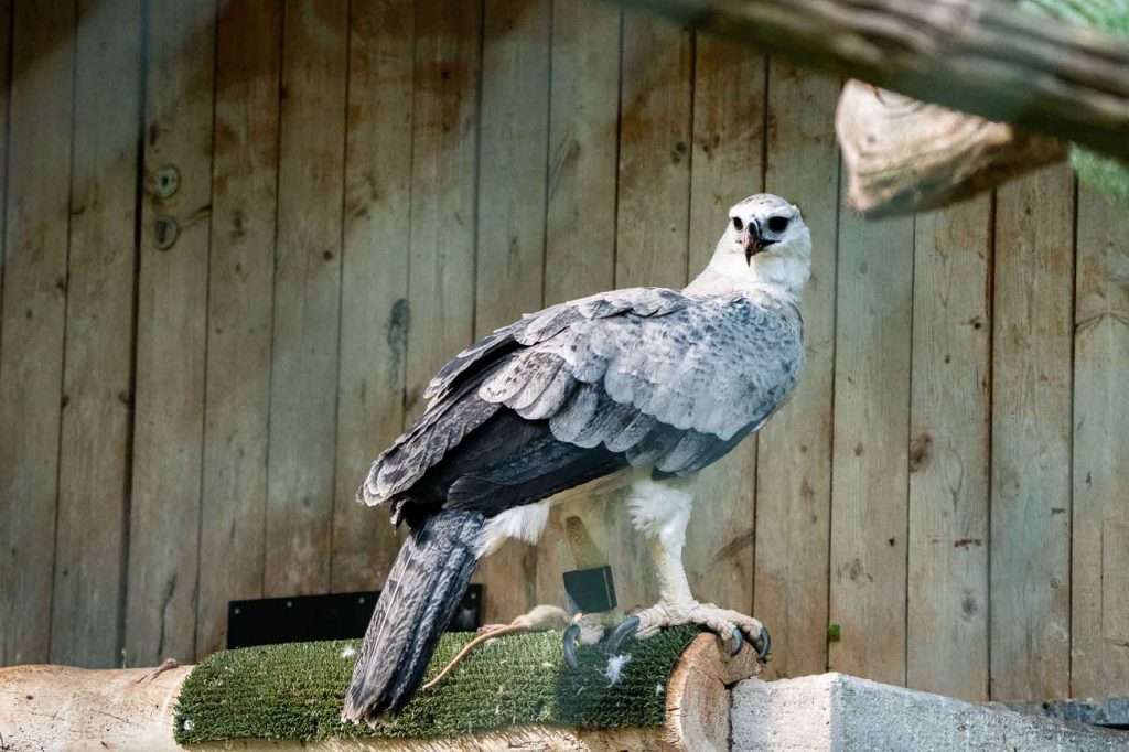 #Tiergarten, #Nürnberg, #Nuremberg, #GutMittelbüg, #Zuchterhaltungsprogramm, #Artenschutz, #Wilderei, #Naturschutz, #Bildungszentrum, #EEP, #Schmausenbuck, #Tierpark, #Zoo, #Tiere, #Besucher, #MetropolregionNürnberg,