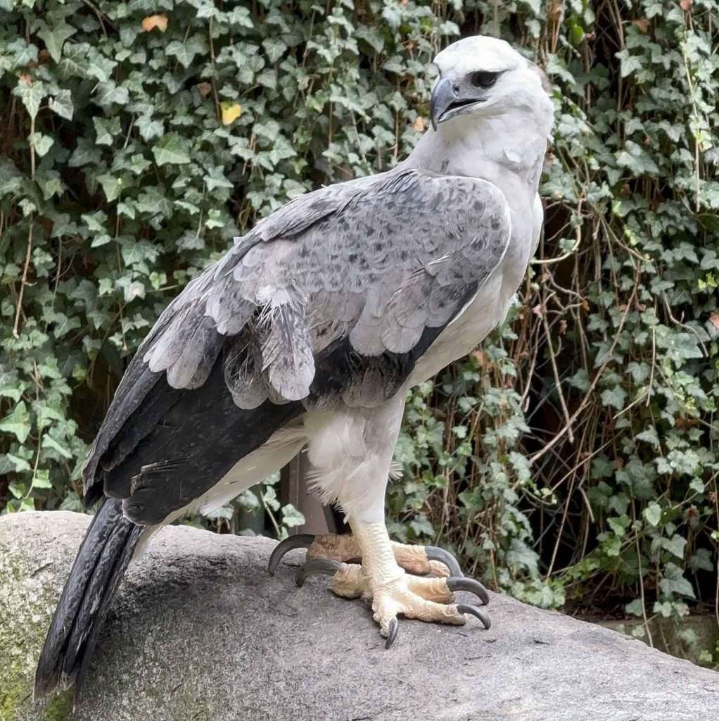 #Tiergarten, #Nürnberg, #Nuremberg, #GutMittelbüg, #Zuchterhaltungsprogramm, #Artenschutz, #Wilderei, #Naturschutz, #Bildungszentrum, #EEP, #Schmausenbuck, #Tierpark, #Zoo, #Tiere, #Besucher, #MetropolregionNürnberg,